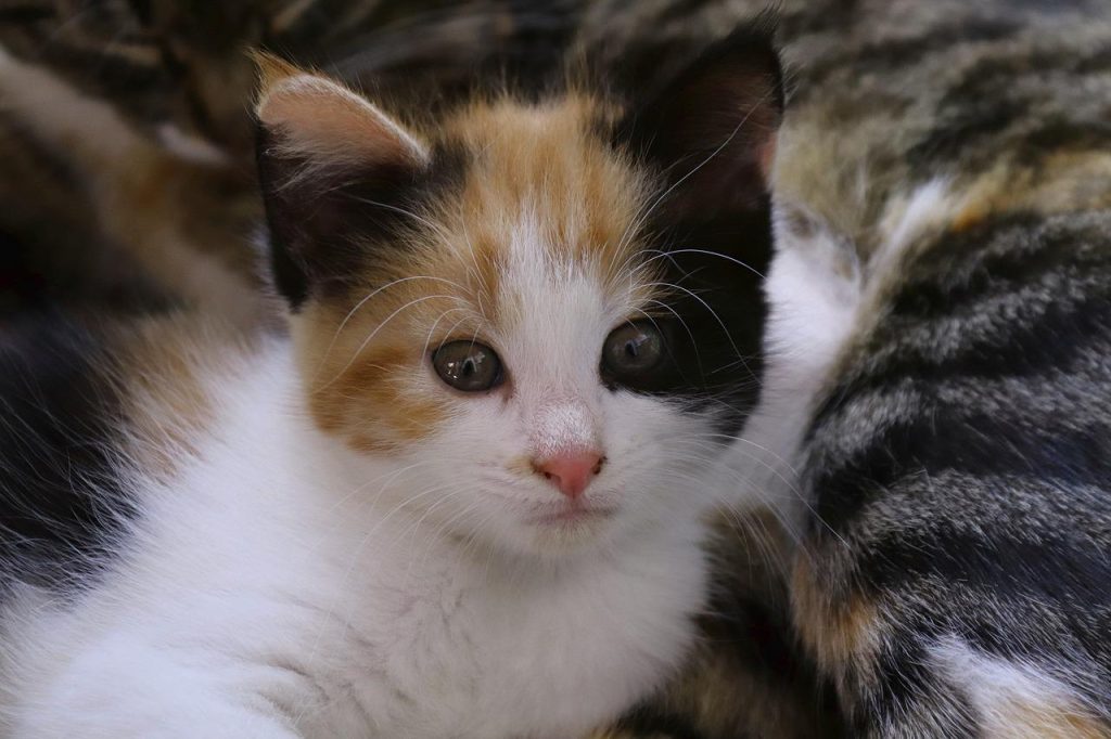 lucky cat, cat, domestic cat