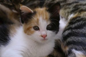 lucky cat, cat, domestic cat