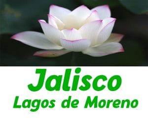 milarepa-logo-lagos-de-moreno-jalisco